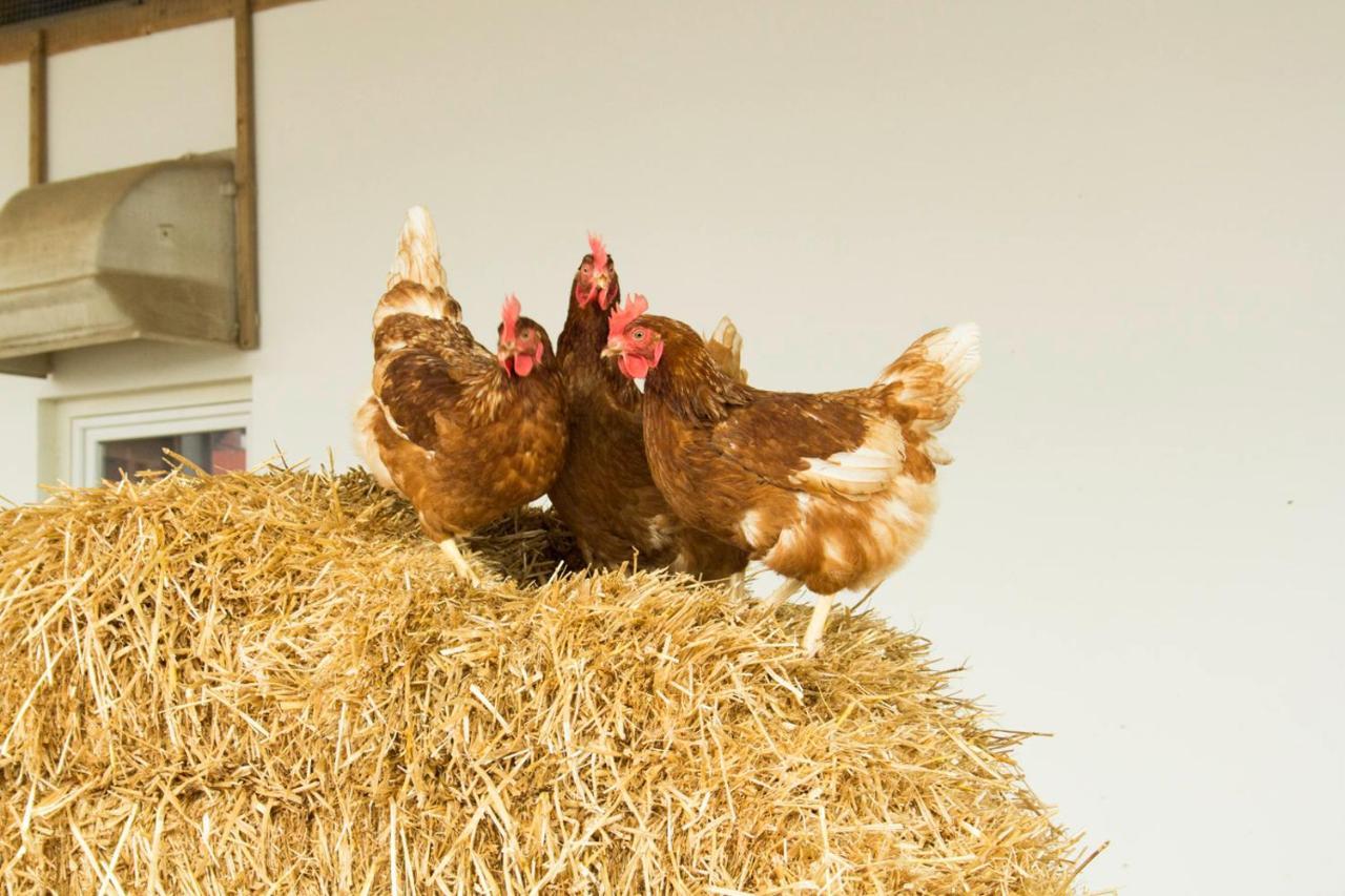 Ferienwohnung Murg Niederhof Luaran gambar